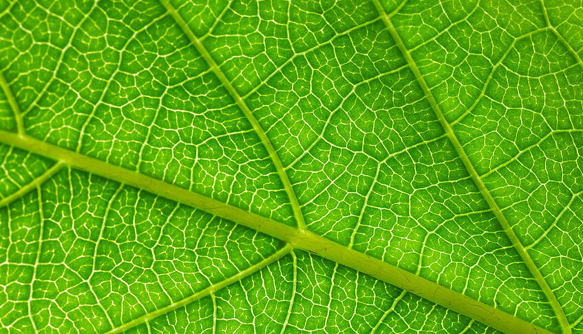 Structures of a leaf