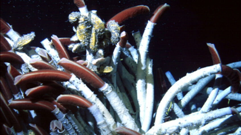 Giant tubeworms at a hydrothermal vent