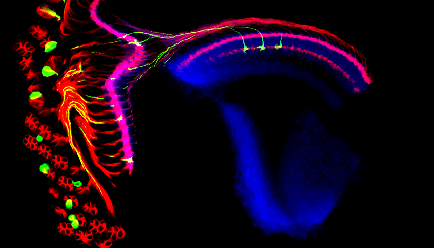 visual system of Drosophila