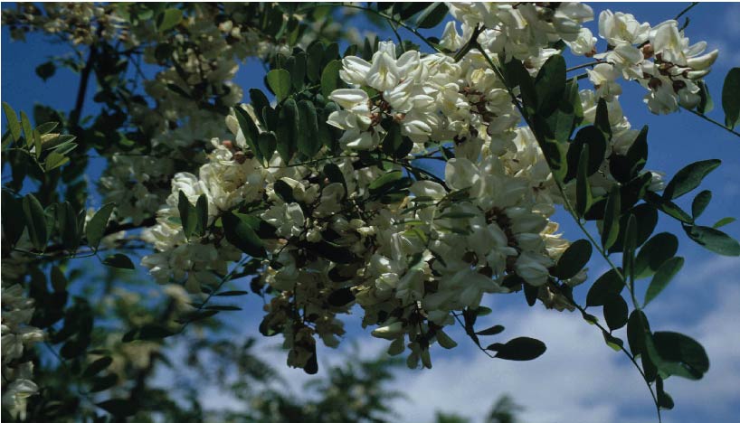 Closeuo of white flowers on a tree